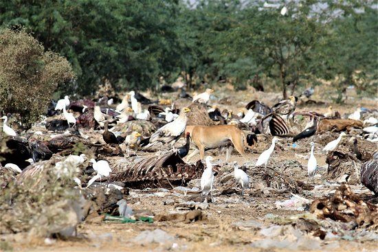Jorbeer Conservation Reserve